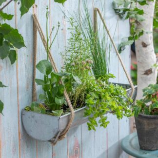 Wasserpflanzen "Wasser Oase", 11 Pflanzen, 11 Pflanzen, bunt*