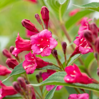 Weigelie 'Bristol Ruby'  80 - 100 Liefergröße: 80 - 100 cm Blühpyramide*