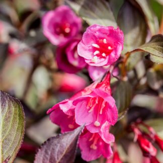 Weigelie 'Minor Black®', rosa*