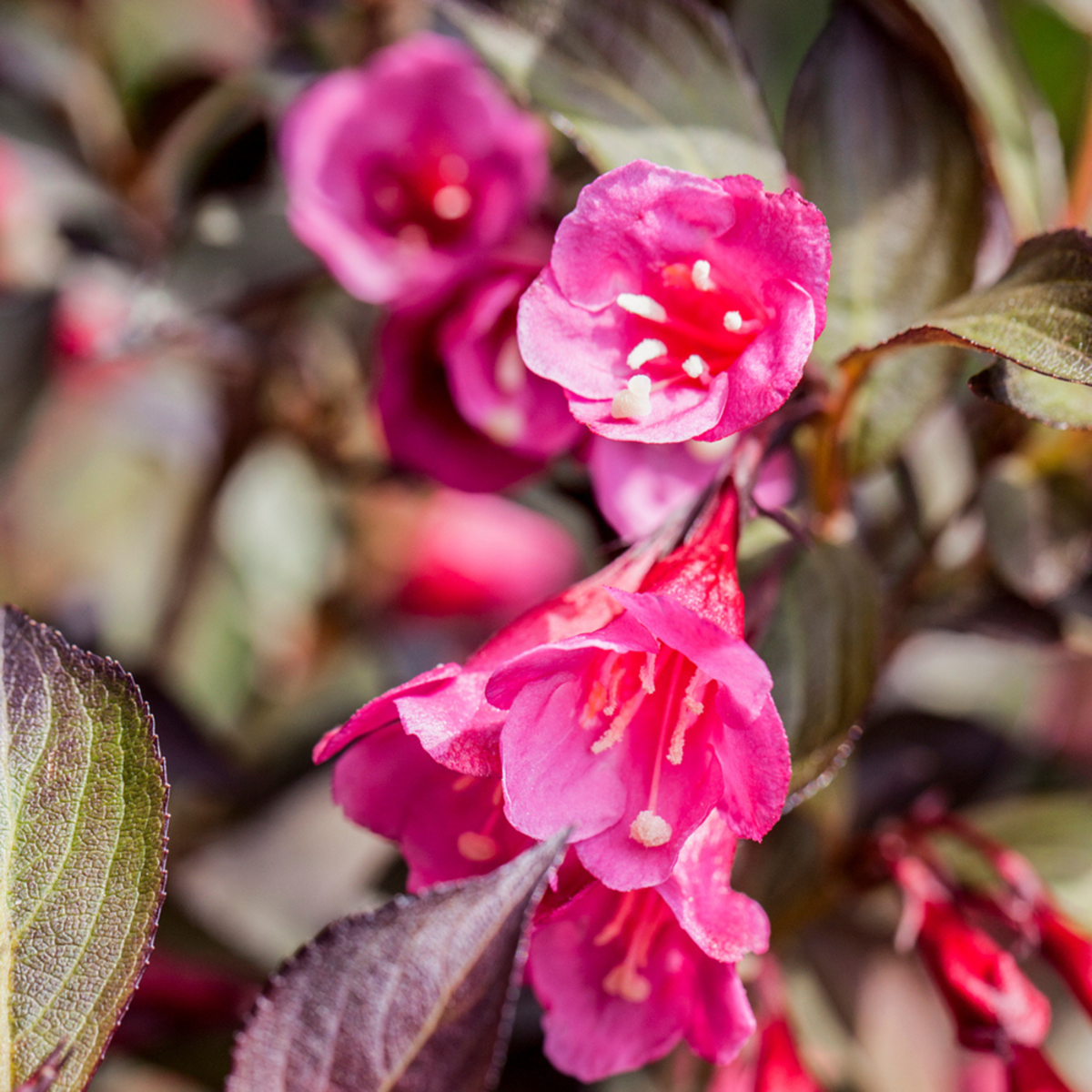 Weigelie 'Minor Black®', rosa*