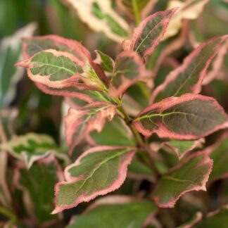 Weigelie 'Monet®', rosa*