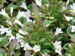Weigelie 'Picobella Bianco', 10-20 cm, Weigela florida 'Picobella Bianco', Topfware*