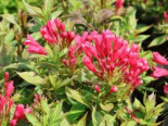 Weigelie 'Picobella Rosso', 10-20 cm, Weigela florida 'Picobella Rosso', Topfware*