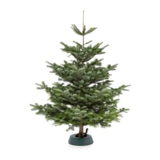 Weihnachtsbaum Nordmanntanne L | ca. 155 - 175 cm*
