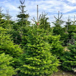 Weihnachtsbaum Tannenbaum Nordmann 1.75m - 2.00m*