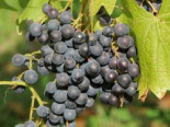 Weintraube 'New York Muscat', 60-80 cm, Vitis 'New York Muscat', Containerware*