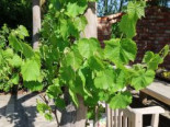 Weintraube 'Suffolk Red', 150-175 cm, Vitis 'Suffolk Red', Containerware*