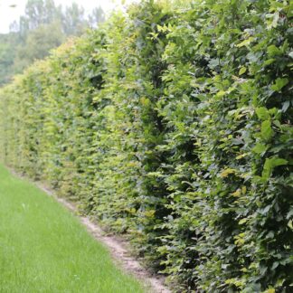 Weißbuche/Hainbuche 175-200 cm Liefergröße: 175-200 cm*