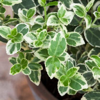 Weißbunte Kriechspindel 'Emerald Gaity', 12er-Set, 12 Pflanzen*