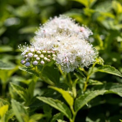 Weiße Zwergspiere 'Albiflora', weiß*