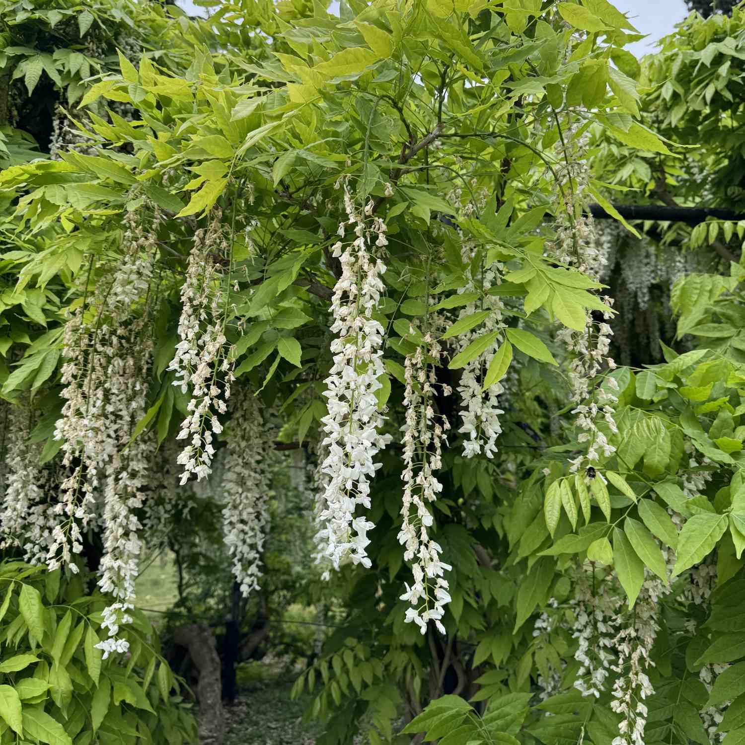 Weißregen- Weißer Chinesicher Blauregen Liefergröße: 60 - 100 cm*