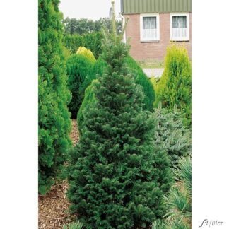 Weißtanne Liefergröße: 20-40 cm*