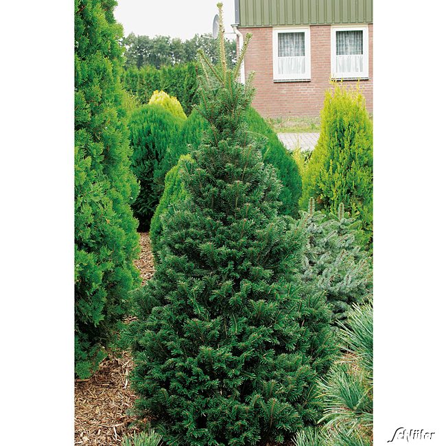 Weißtanne Liefergröße: 20-40 cm*