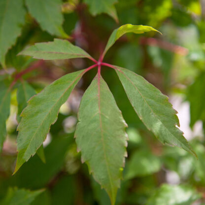 Wilder Wein 'Engelmannii', gelb*