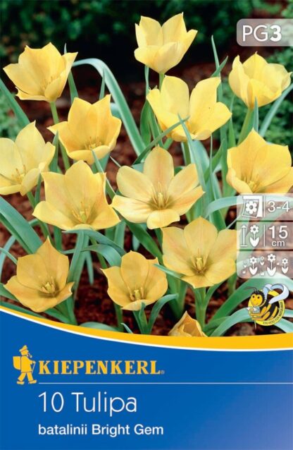 Wildtulpe 'Batalinii Bright Gem', 10 Zwiebeln, gelb*