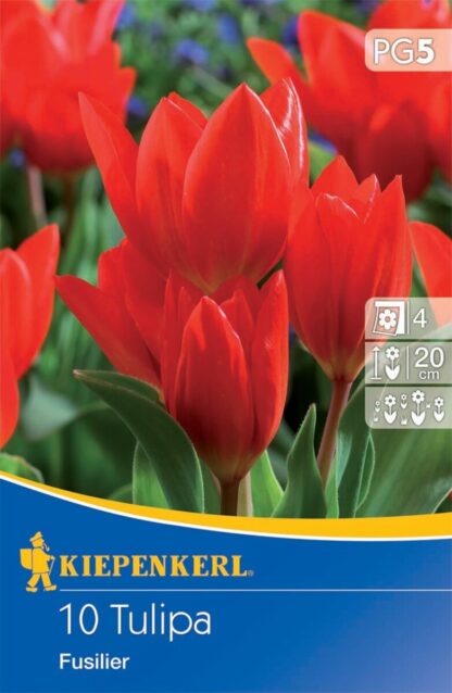 Wildtulpe 'Praestans Fusilier', 10 Zwiebeln, rot*