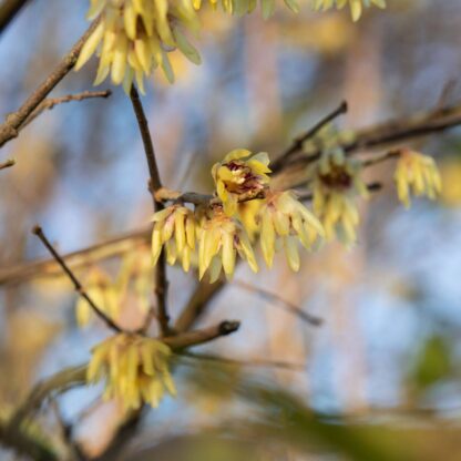 Winterblüte, gelb*