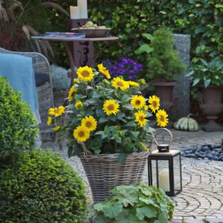 Winterharte Stauden-Sonnenblume 'Suncatcher® Pure Gold' Lieferform: Im 2 Liter Topf*