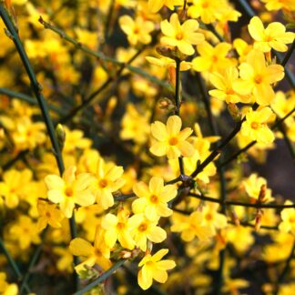 Winterjasmin, gelb*