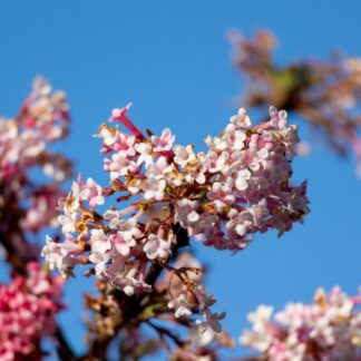 Winterschneeball 'Dawn', rosa*