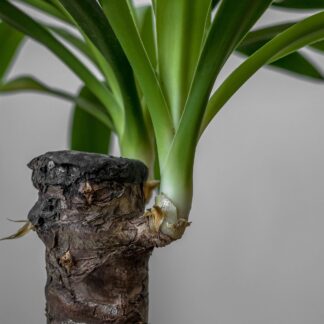 Yucca-Palme*