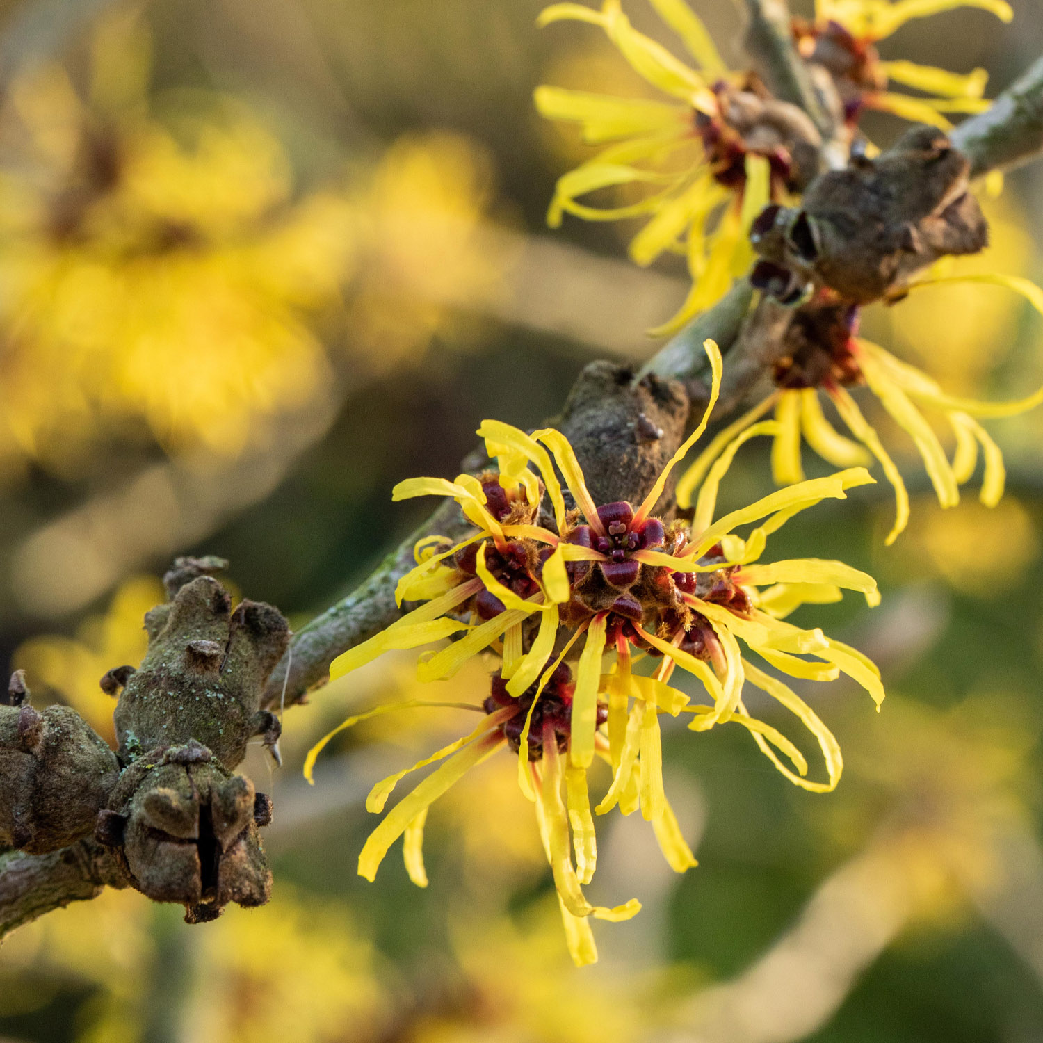 Zaubernuss 'Westerstede', 3 - 5 Liter, 40 - 60 cm Liefergröße: 40 - 60 cm*