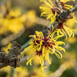 Zaubernuss 'Westerstede', 3 - 5 Liter,  60 - 80 cm Liefergröße: 60 - 80 cm*