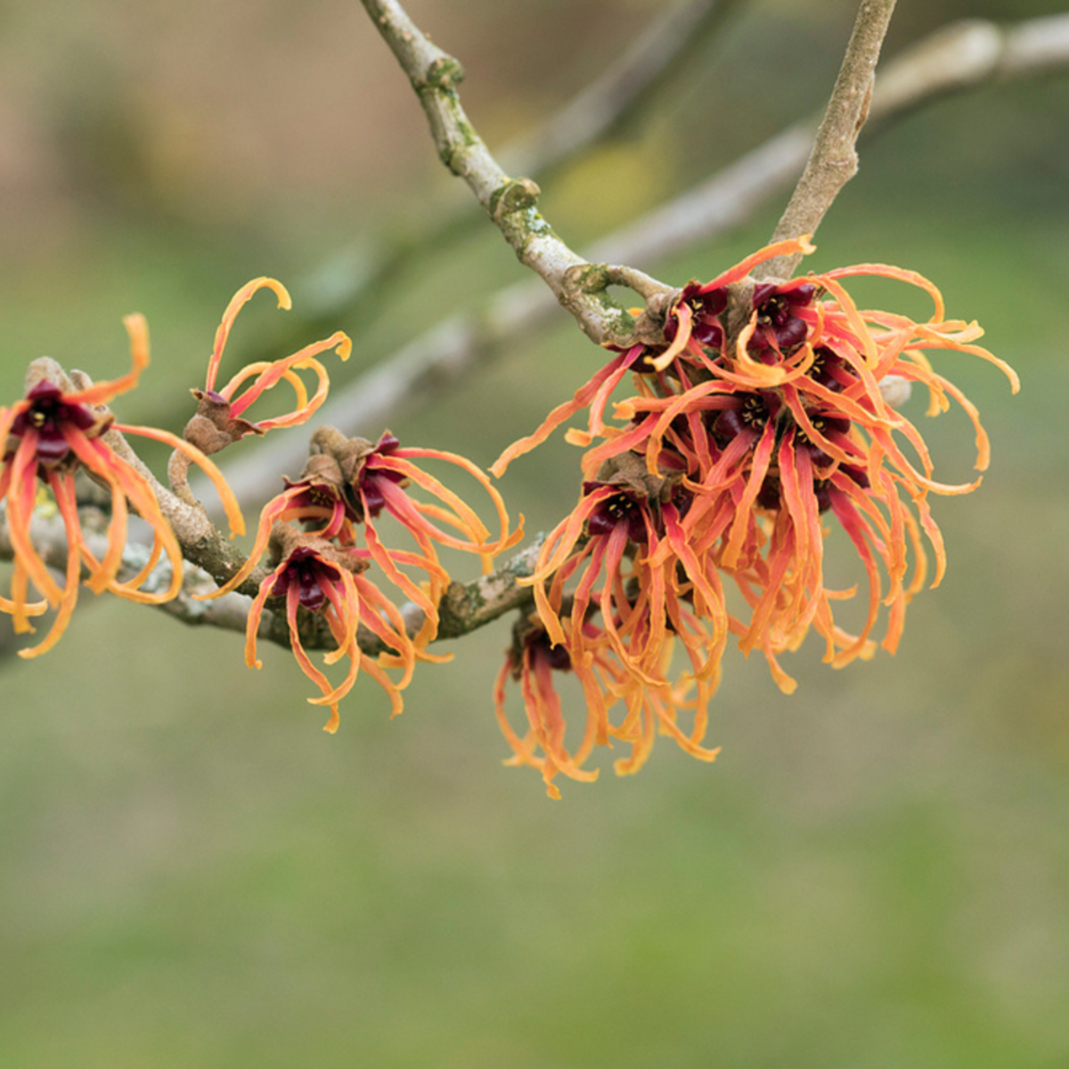 Zaubernuss 'Jelena', orange*