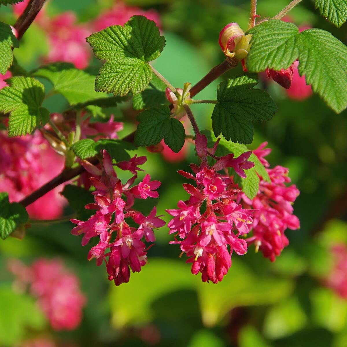 Zier-Johannisbeere 'Amore®', rosa*