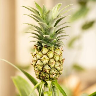 Zierananas mit Mini-Frucht*