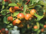 Zierapfel 'Evereste', Stamm 50 cm, 60-80 cm, Malus 'Evereste', Stämmchen*