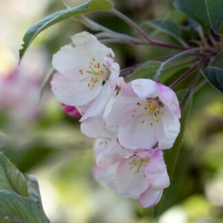 Zierapfel 'Evereste', rosa*