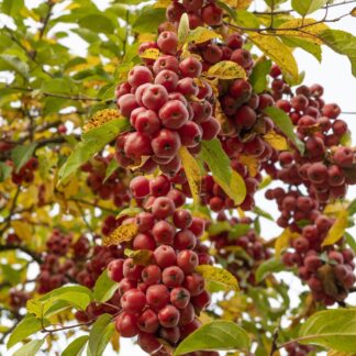 Zierapfel 'Red Sentinal', weiß*