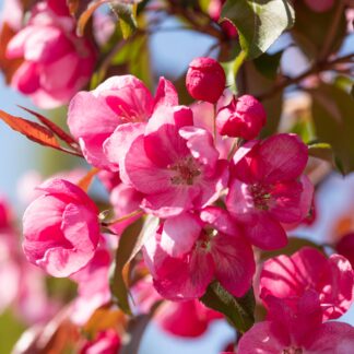 Zierapfel 'Rudolph', rosa*
