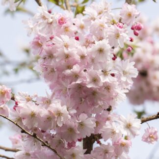 Zierkirsche 'Autumnalis Rosea', rosa*