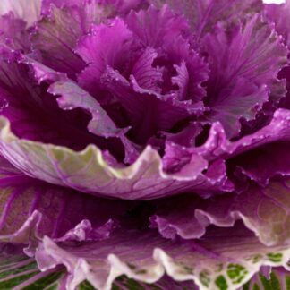 Zierkohl, violett*