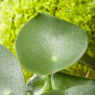 Zierpfeffer 'Raindrop'*