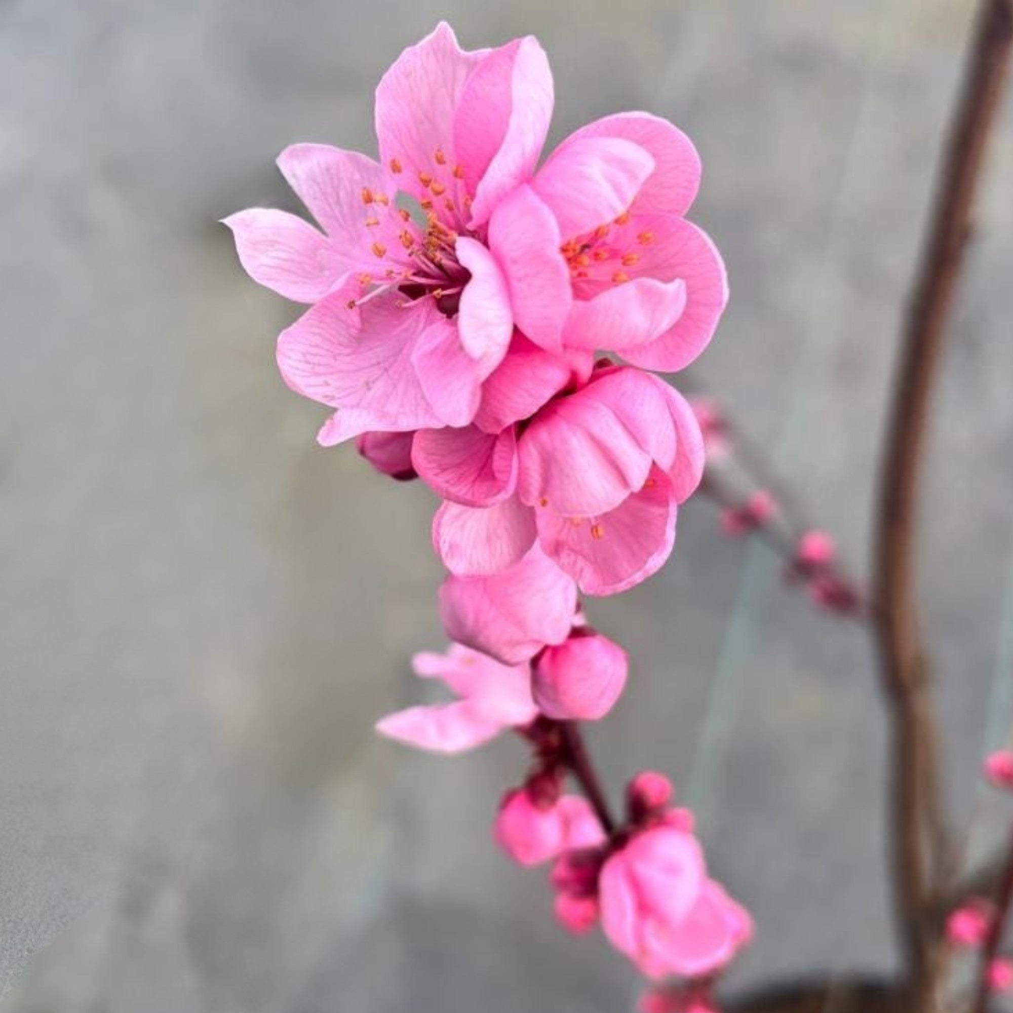 Zierpfirsich 'Spring Glow', rosa*