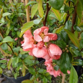 Zierquitte 'Pink Lady' Liefergröße: 40 - 60 cm*