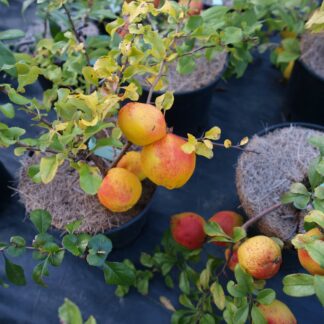 Zierquitte 'Cido', orange*