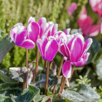 Zimmer-Alpenveilchen, zweifarbig, pink*