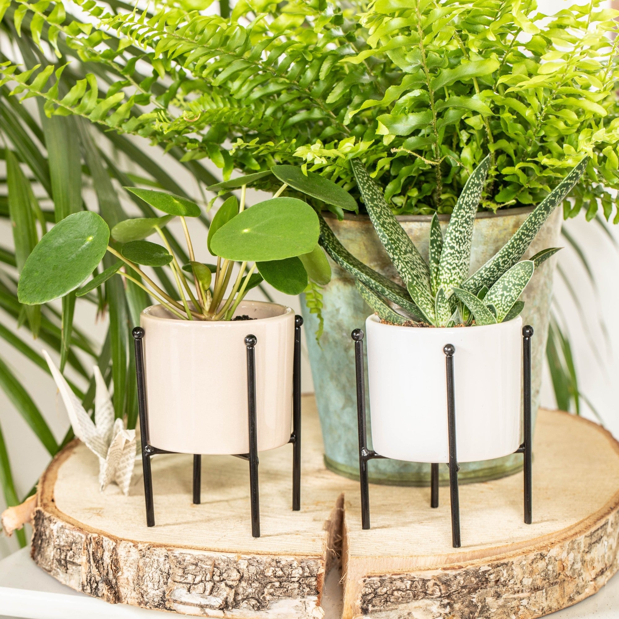 Zimmerpflanzen-Set "Blattschmuck-Kombination", 3 Pflanzen*