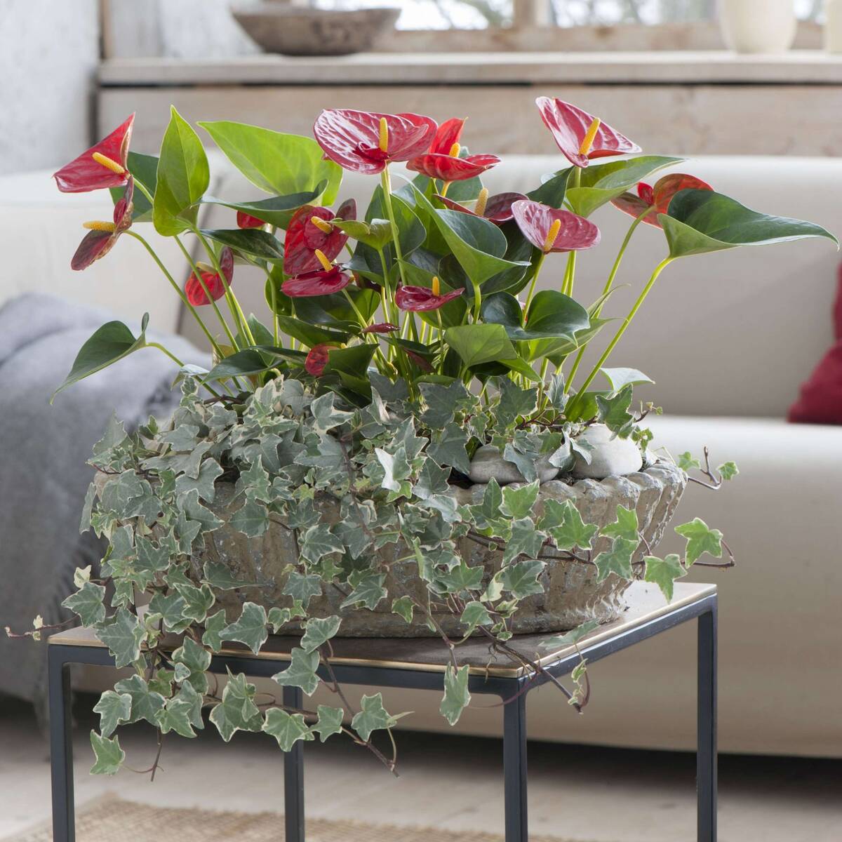 Zimmerpflanzen-Set "Blüten aus dem Regenwald", 3 Pflanzen, rot*