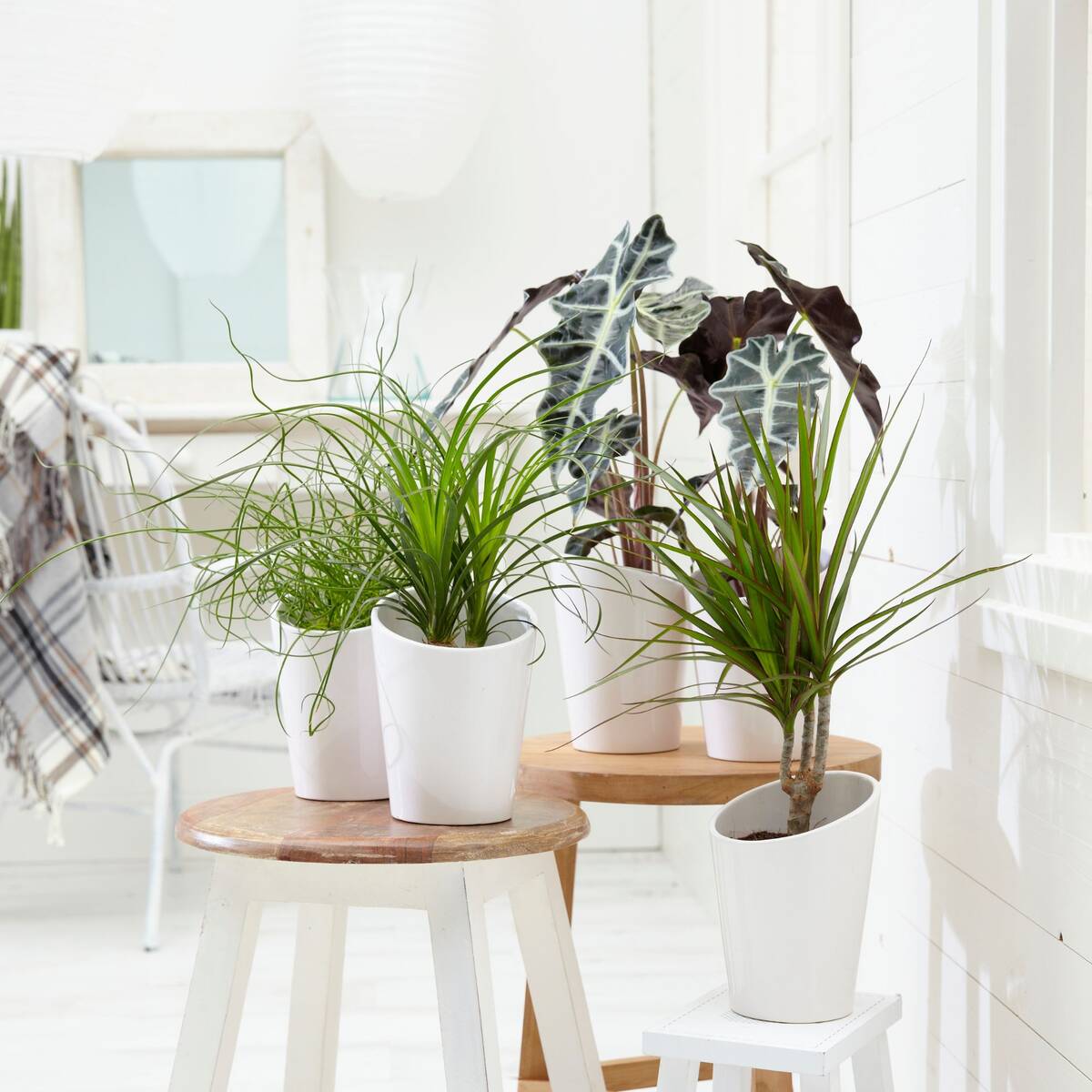 Zimmerpflanzen-Set "Botanical Style", 6 Pflanzen*