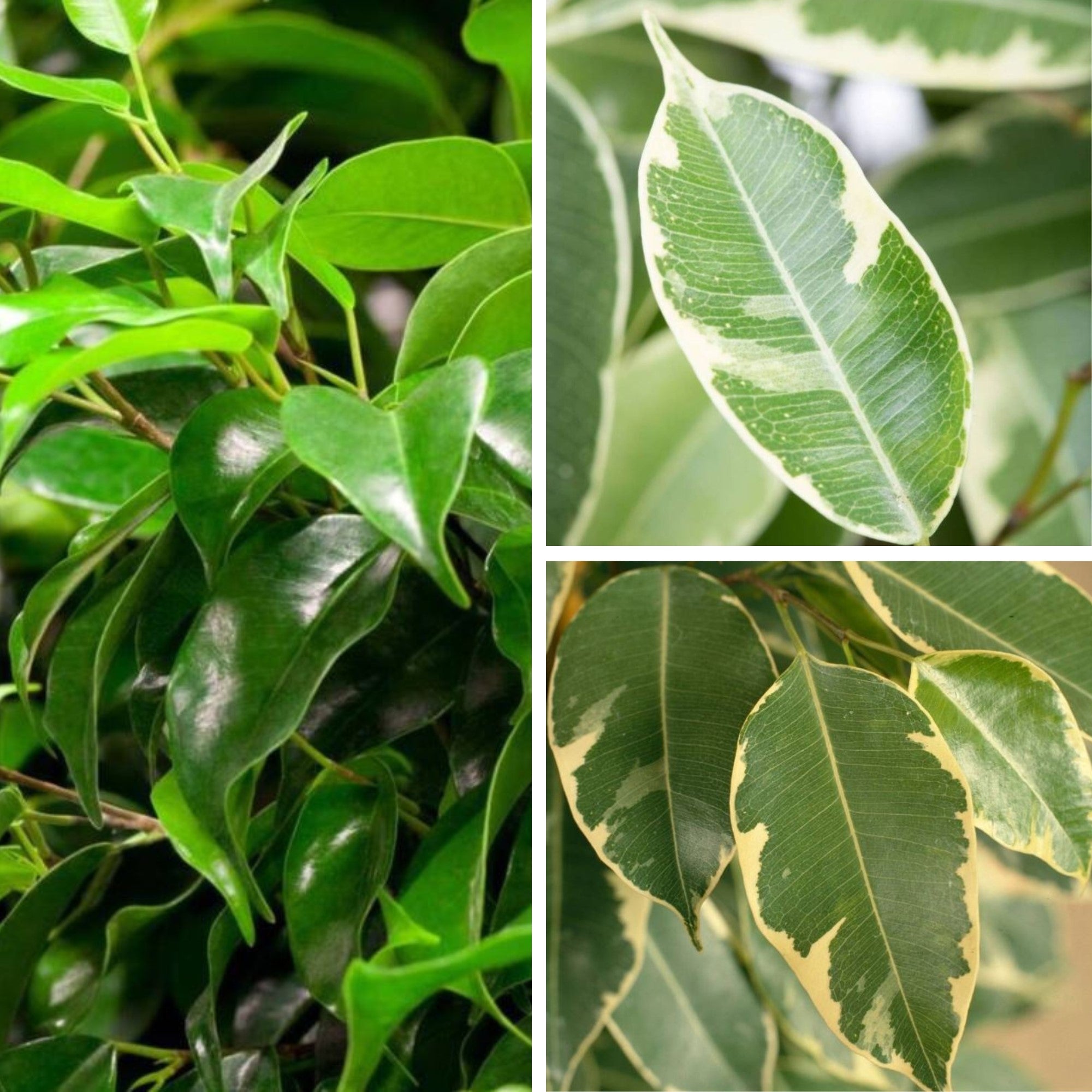 Zimmerpflanzen-Set "Dreifarbige Ficus-Kollektion", 3 Pflanzen*