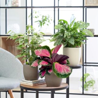 Zimmerpflanzen-Set "Exotische Pflanzenfreude", 3 Pflanzen*