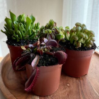 Zimmerpflanzen-Set "Exotische Raritäten“, 4 Pflanzen, 4 Pflanzen*