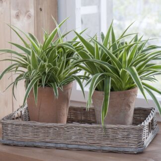 Zimmerpflanzen-Set "Gestreiftes Duo", 2 Pflanzen*