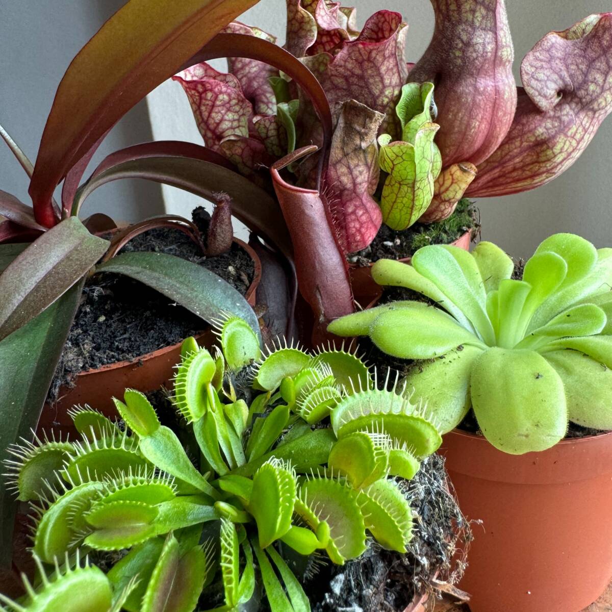 Zimmerpflanzen-Set "Kleine Monster“, 4 Pflanzen, 4 Pflanzen*