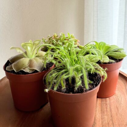 Zimmerpflanzen-Set "Natürliche Insektenfalle“, 4 Pflanzen, 4 Pflanzen, violett*